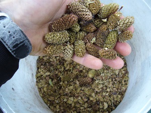 Semances Betula lenta Semances Betula lenta